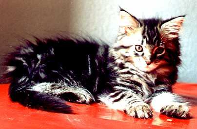 Agamemnon the Fabulous, Maine Coon black-classic-tabby