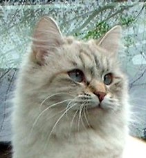 Juri's Bachuta, Neva Masquarade, sibirische Katze, Siberian Colorpoint