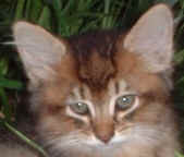 Juri's Caia, sibirische Katze, Siberian