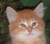 Juri's Chakotay, sibirische Katze, Siberian