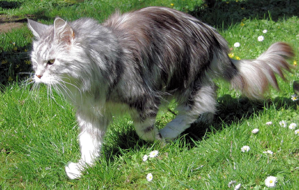 Maine Coon Kater, black-silver-classic-tabby/white