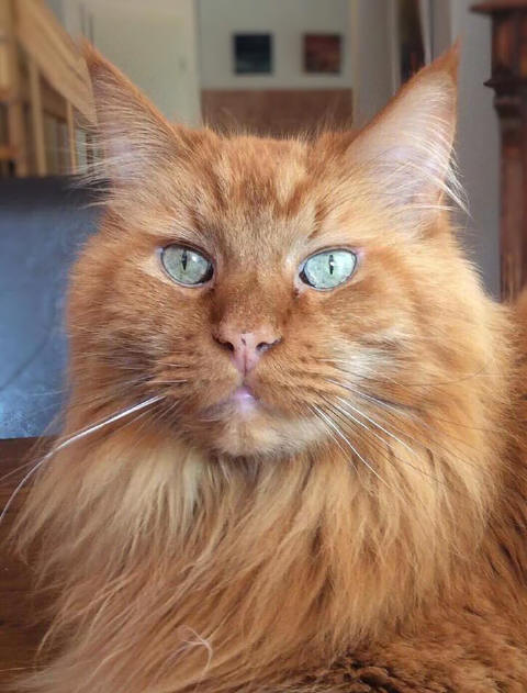 Red Samson the Fabulous, Maine Coon