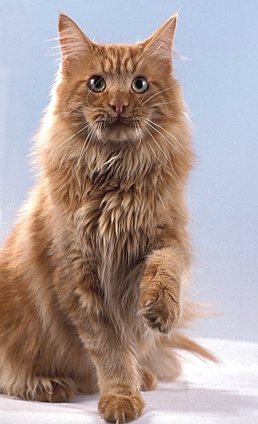 Teddy the Fabulous, Maine Coon, red-tabby-classic