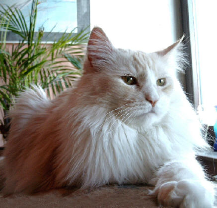 Henny Penny Maine Coon